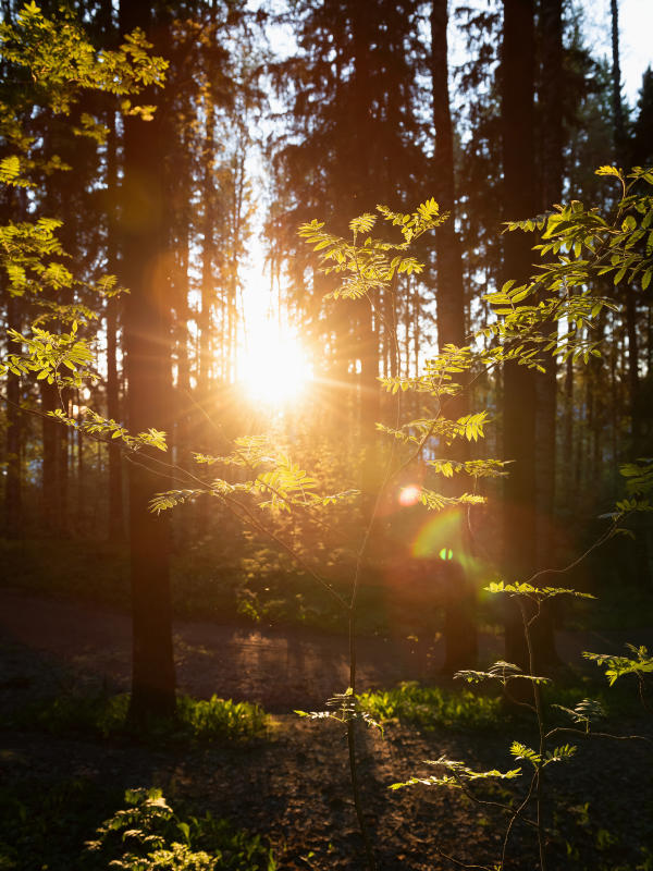 Vankilasta vapautuminen