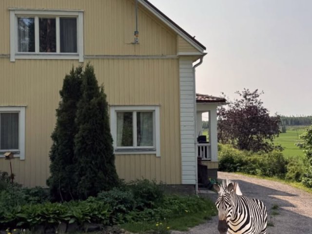 Lipon maatilallemme on muuttanut uusi asukas, raidallinen persoona nimeltä Seppo Seepra